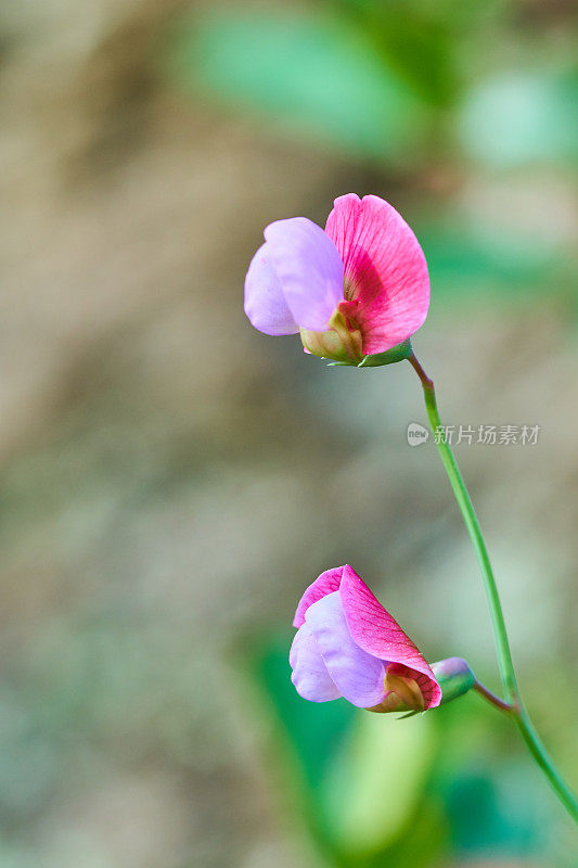 西班牙紫菜- Lathyrus clymenum